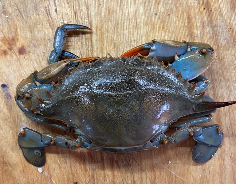 Scopri il granchio blu Ricette di pesce