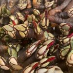 Percebes