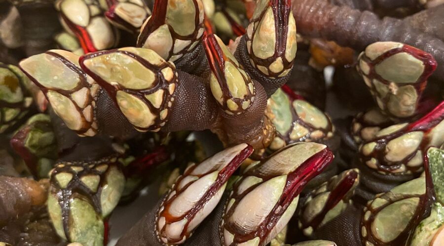 Percebes