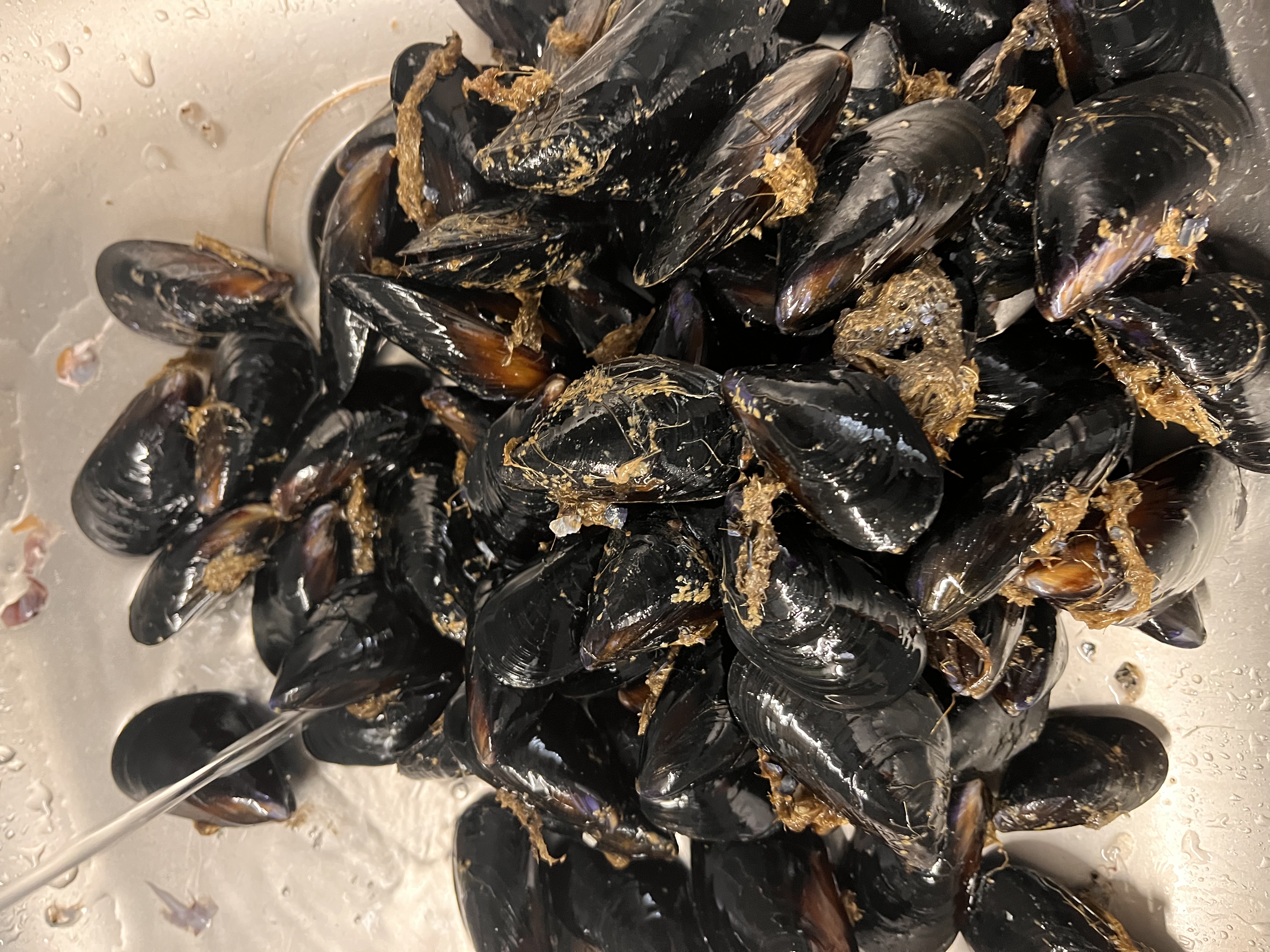 cozze