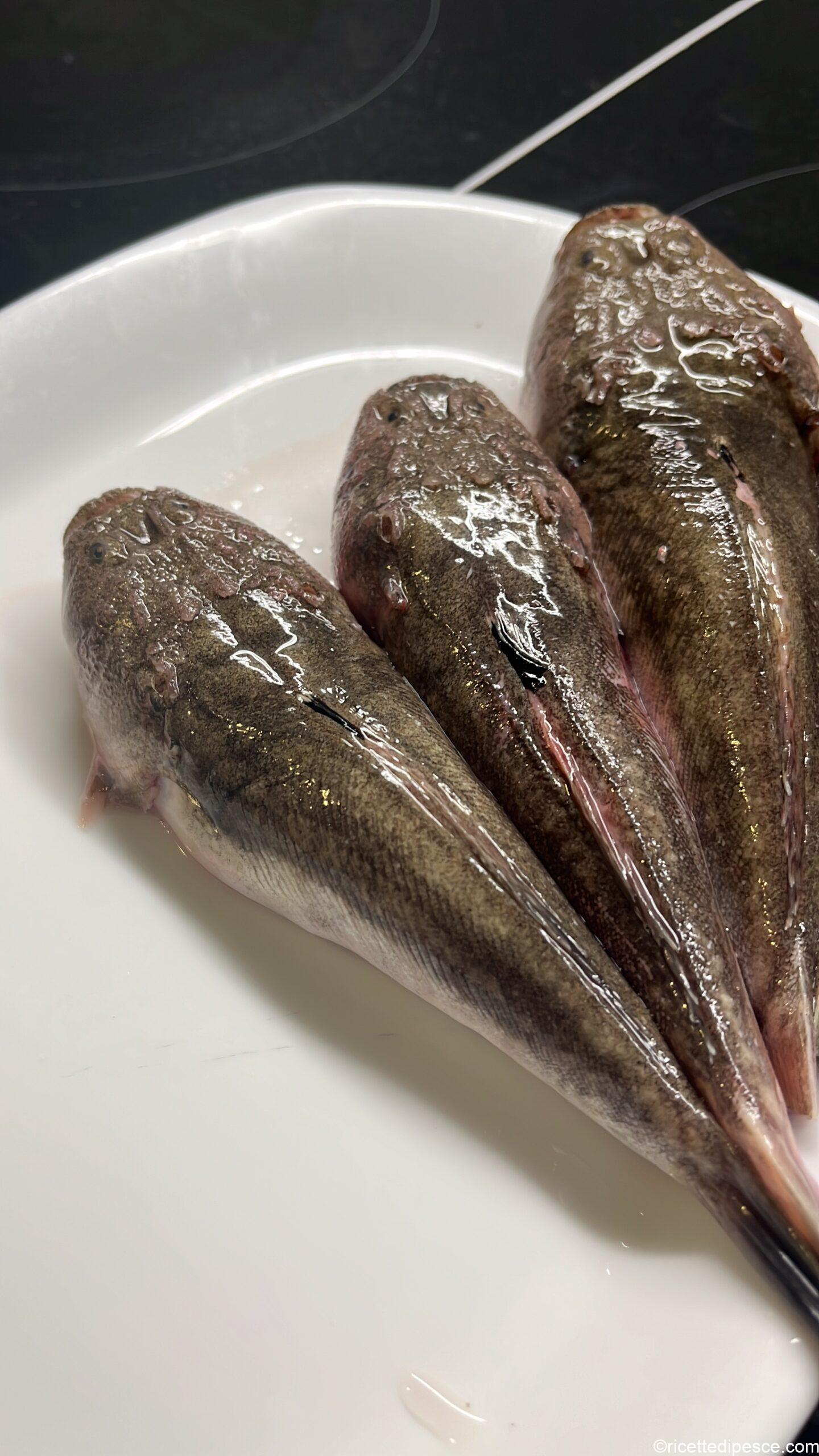 pesce prete