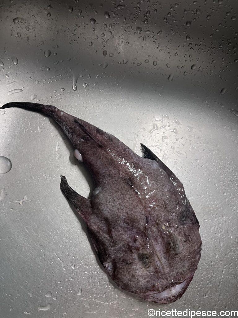 rana pescatrice