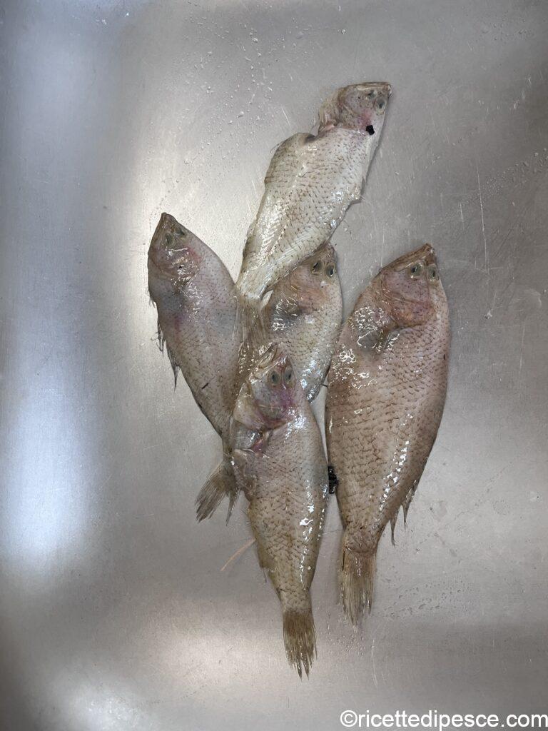 zanchetta