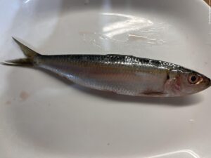 Alaccia1